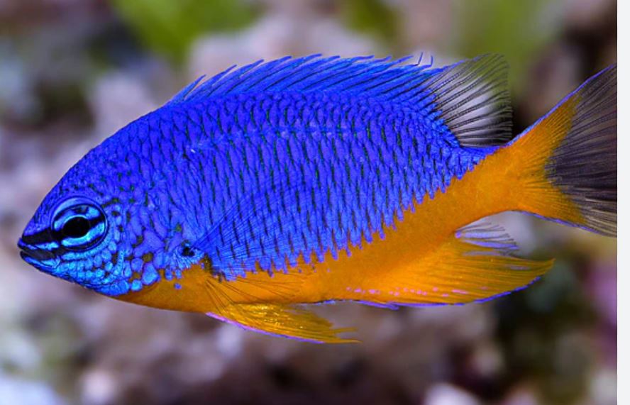 Kupang Damsel