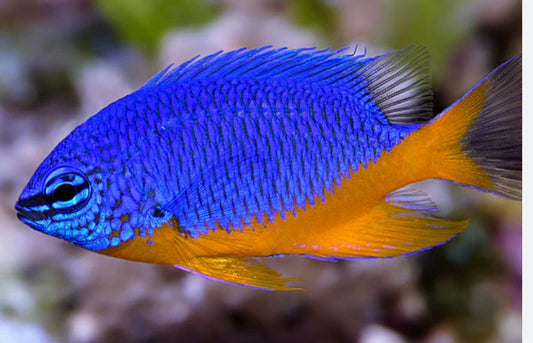 Kupang Damsel