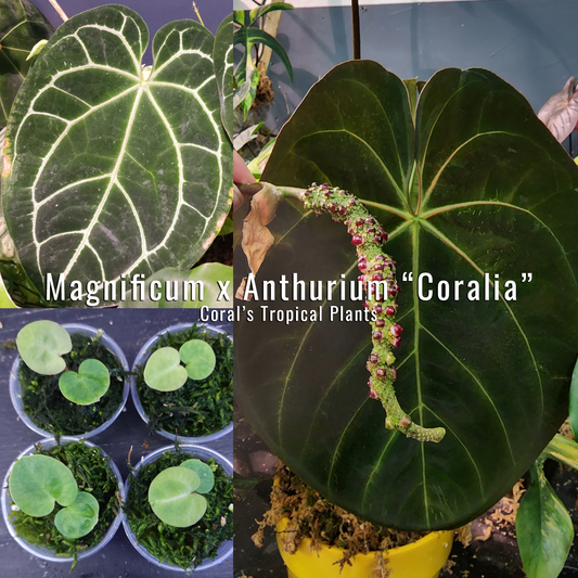 Anthurium Seedling Magnificum x Dressleri X (aka Coralia)