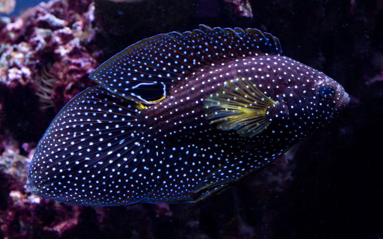 Marine Betta Grouper