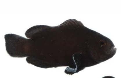 Midnight Bali Aqua cultured Ocellaris Clownfish