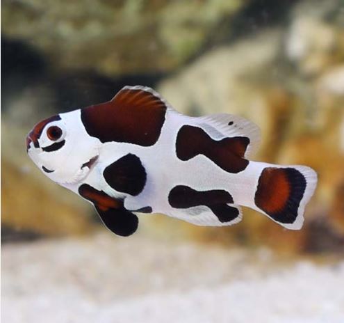 Mocha Storm Clownfish