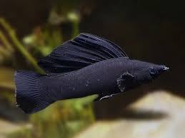*Black Sailfin Molly