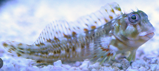 Molly Miller Blenny