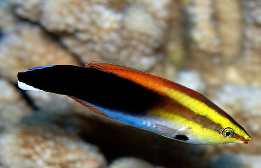 Muilticolor Cleaner Wrasse