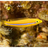 Live 10/8/26Neon Wrasse