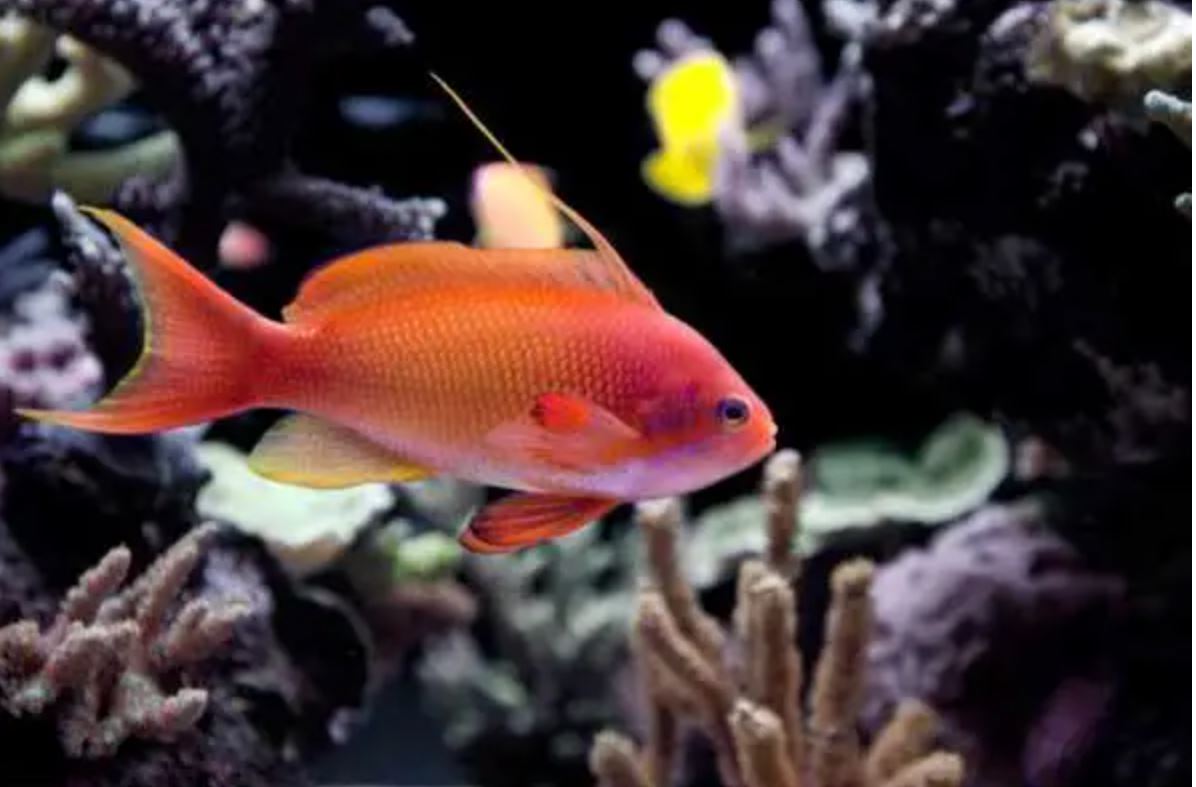 Live 3/26/26 Lyretail Anthias