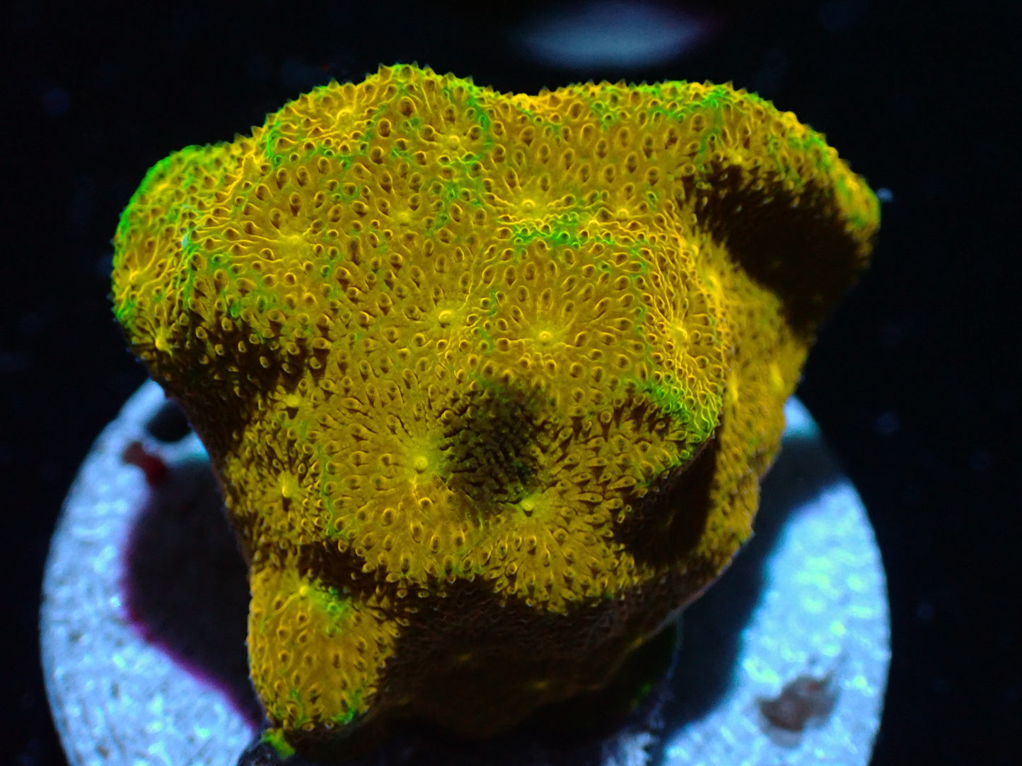 Yellow Yutz Psamocorra Auctions 7/17 ended