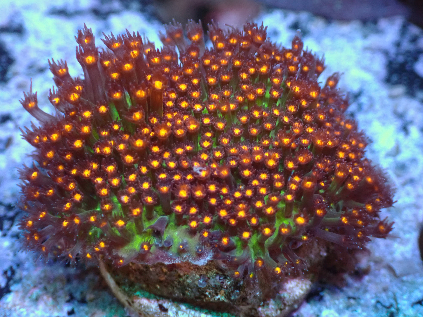 Sunset Stylocoenellia Auctions 7/17 ended