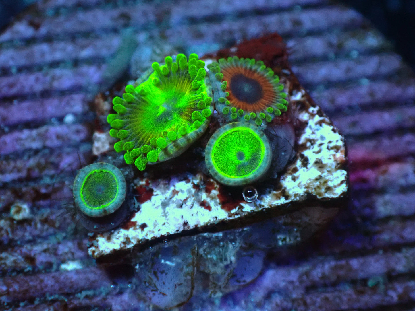 Whammin Watermelon Zoa Combo Auctions 7/19 ended