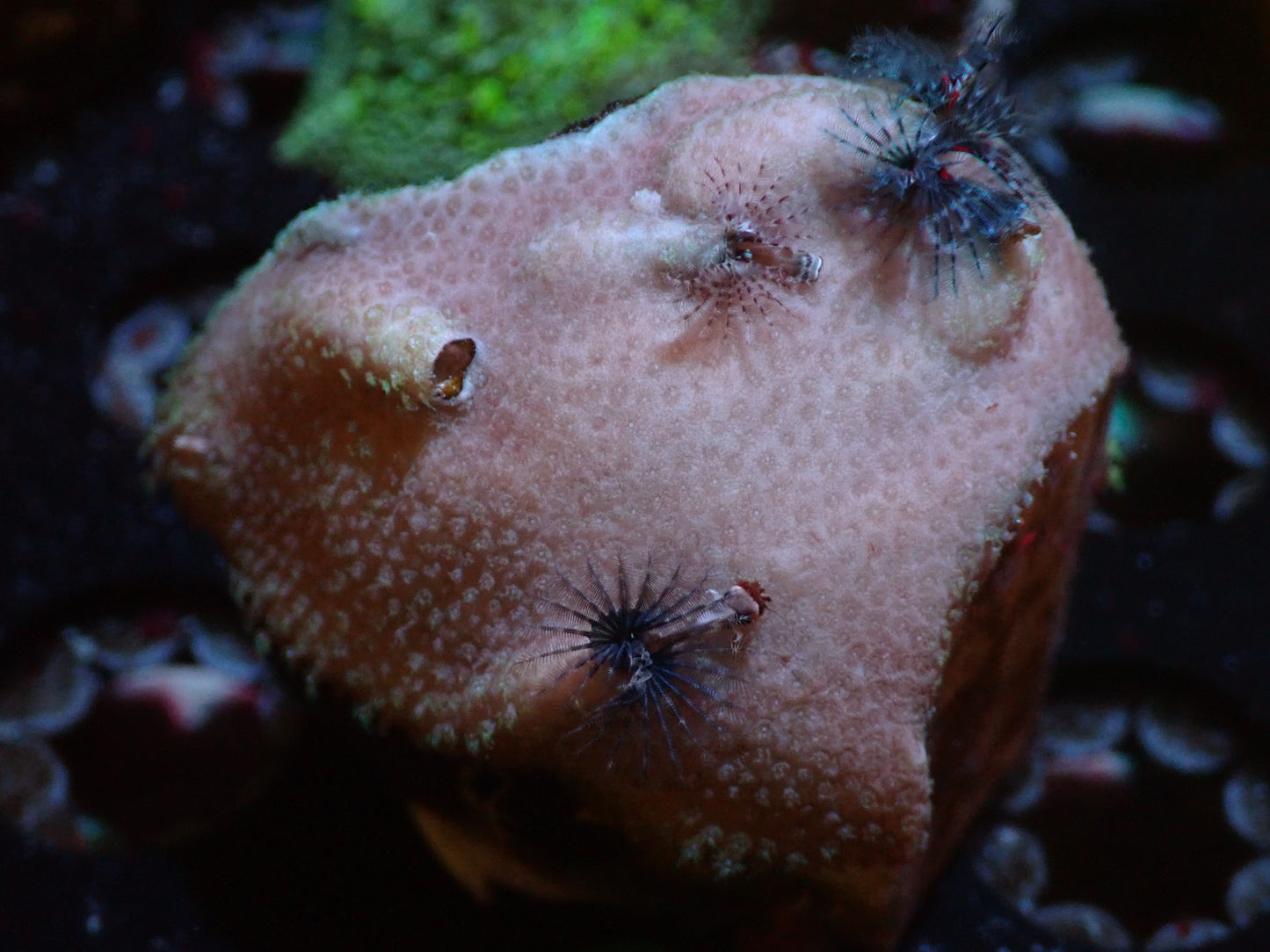 CSC Christmas Tree Worm  7/18/24