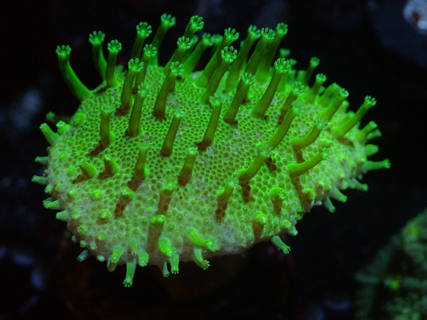 CSC Neon Green Japanese Toadstool 7/18/24