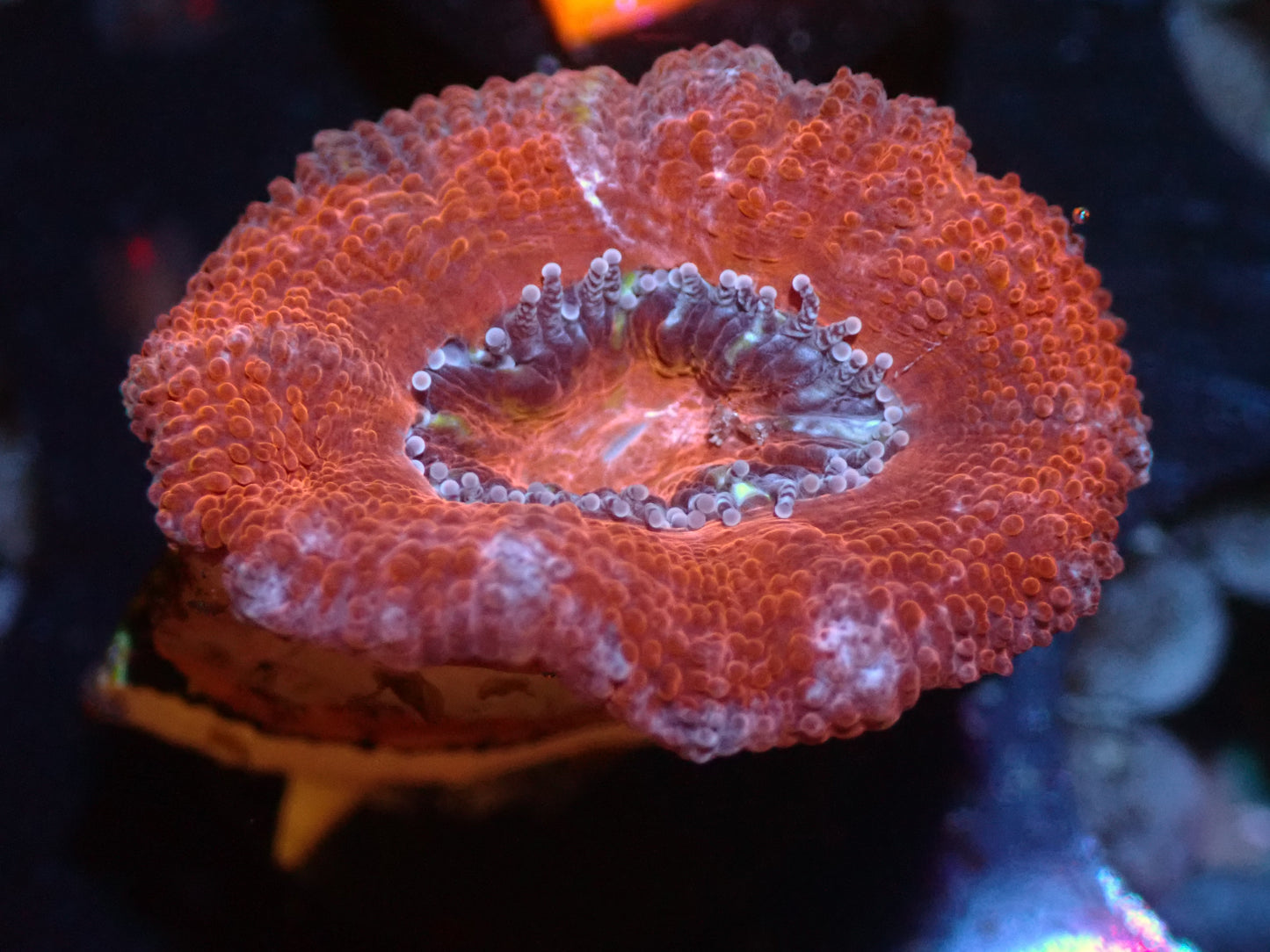 CSC Red Acan 7/18/24