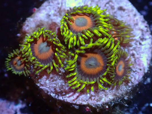 LKR Eagle Eye Zoas 7/18/24