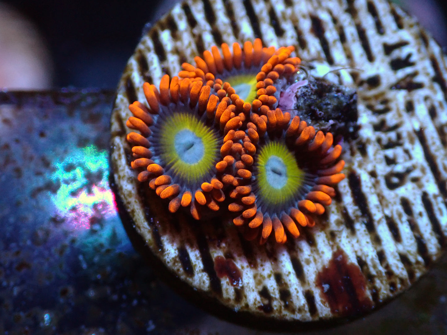 SRC Blondie Zoas 7/18/24