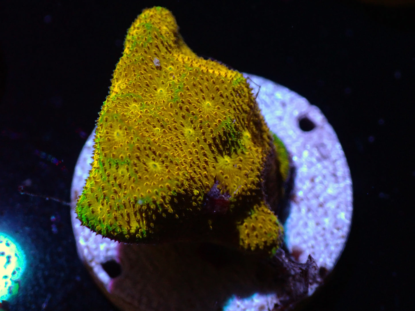 Yellow Yutz Psammocorra Auctions 8/5 ended