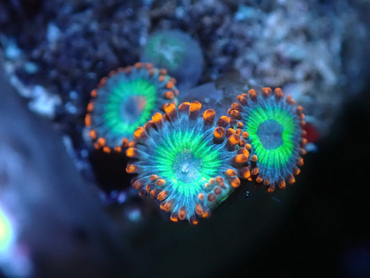 Vegas Strip Zoas Auctions 12/18 ended