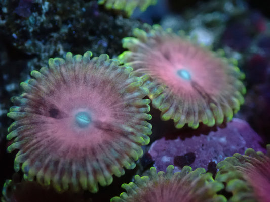 2-3P Pink Diamond Zoas Auctions 12/22 ended