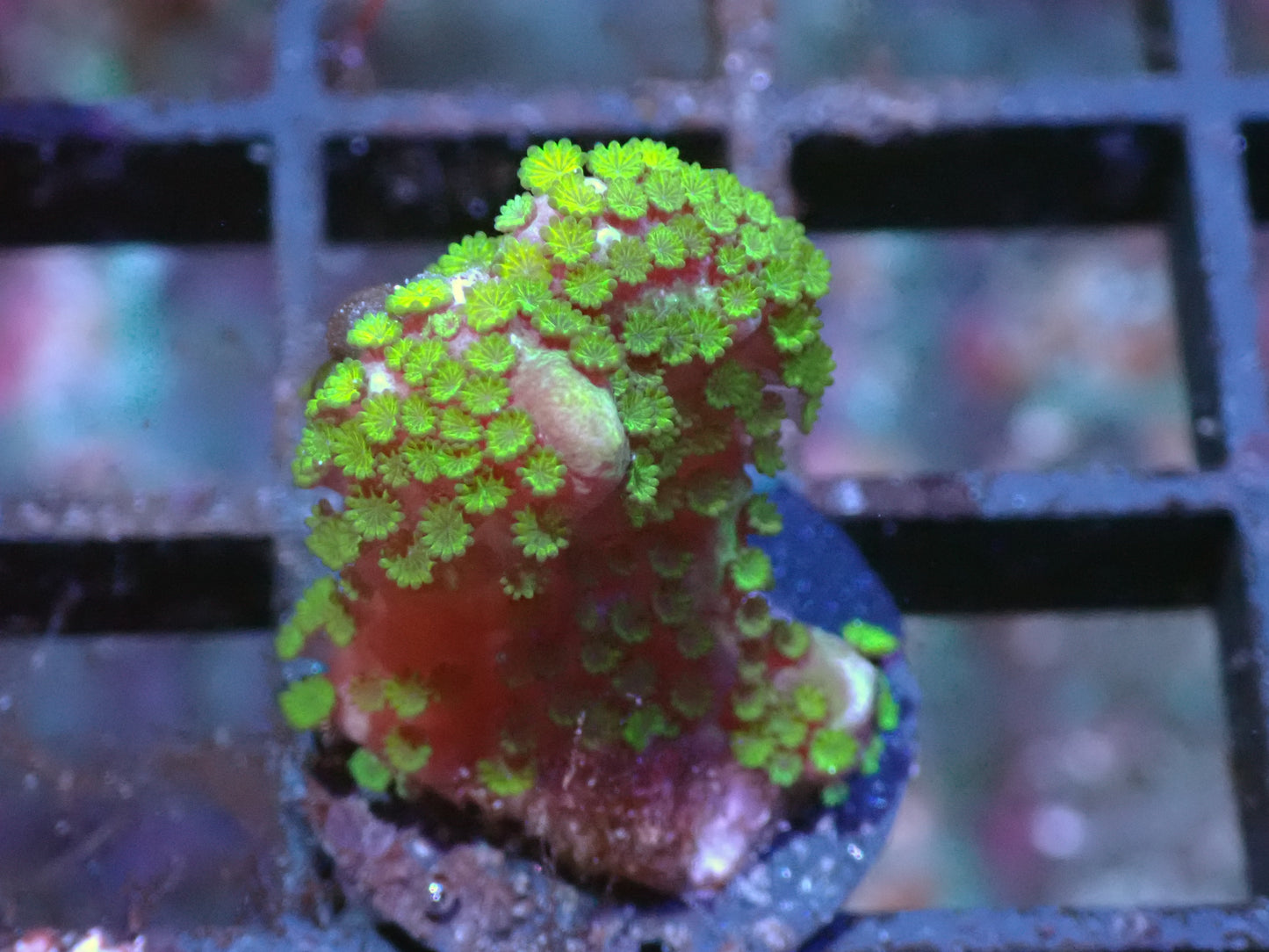 Spongeodes Montipora Auctions 8/14 ended