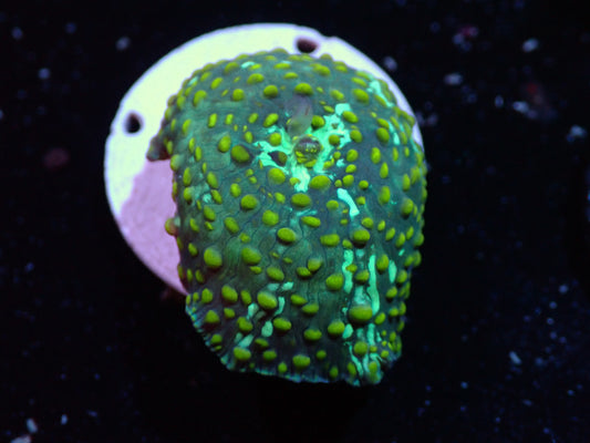 Yellow Speckled Discosoma Auctions 8/16 ended