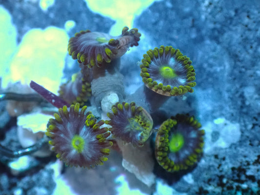 Warpspeed Zoas Auctions 1/1 ended