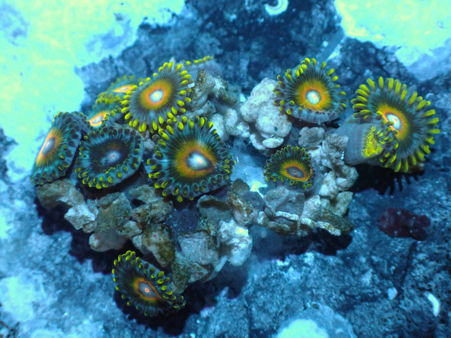 Super Saiyan Zoas Auctions 1/1 ended