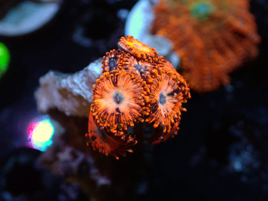 Utter Chaos Zoas Auctions 1/3 ended