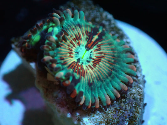 2P Salted Agave Zoas Auctions 1/3 ended