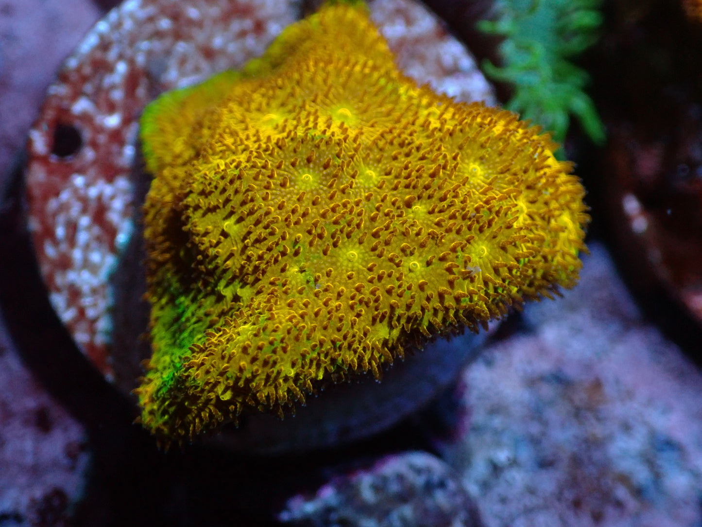 Yellow Yutz Psamocorra Auctions 9/11 ended