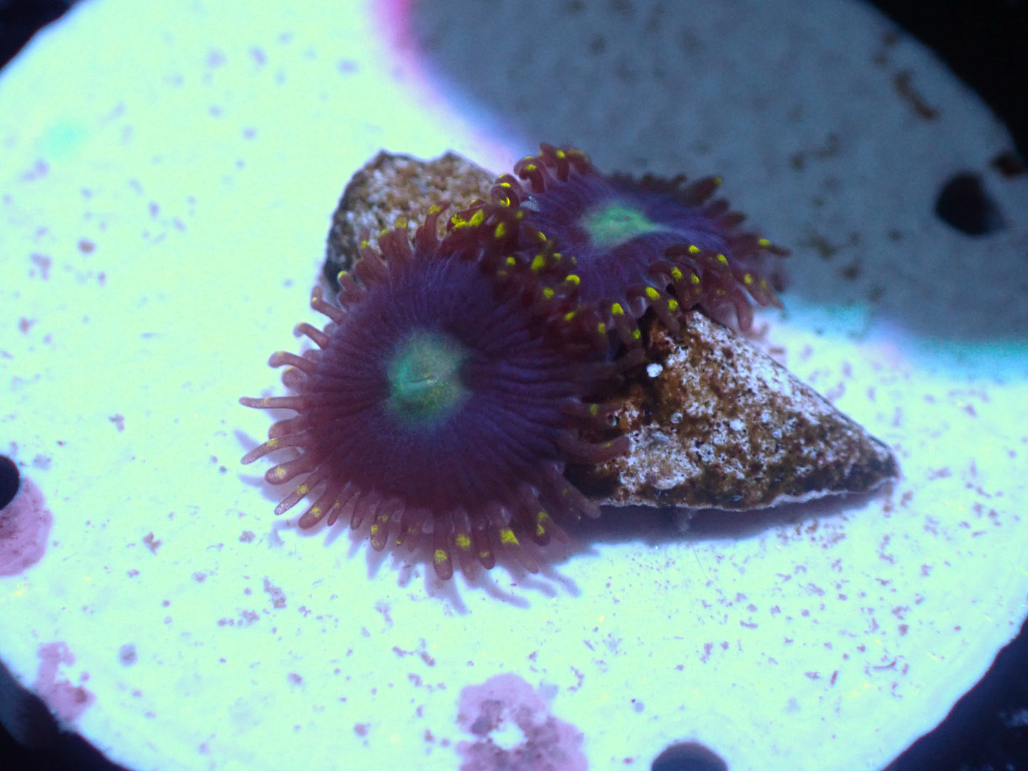 Yellow Fin Tuna Zoas Auctions 9/16 ended