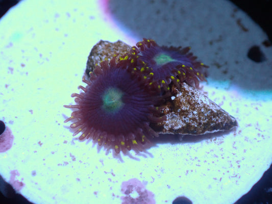 Yellow Fin Tuna Zoas Auctions 9/16 ended