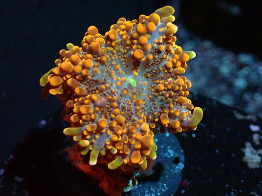 False Godzilla Yuma Auctions 1/17 ended