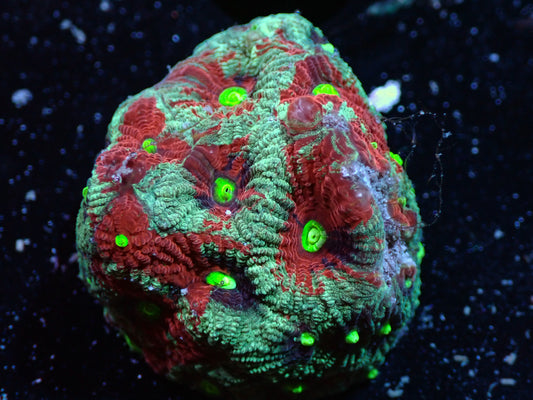 War Coral Favites Auctions 9/20