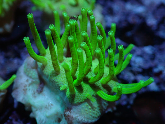 Neon Green Japanese Toadstool Auctions 2/2 ended