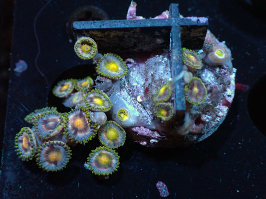 Unknown Zoas Auctions 3/20 ended