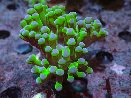 Purple Tip Frogspawn Auctions 3/22 ended