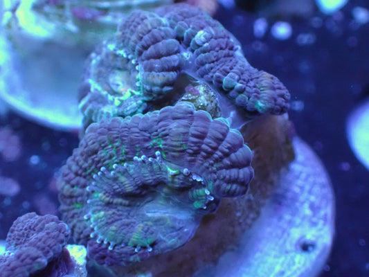 Purple/Green Acan Auctions 3/22 ended