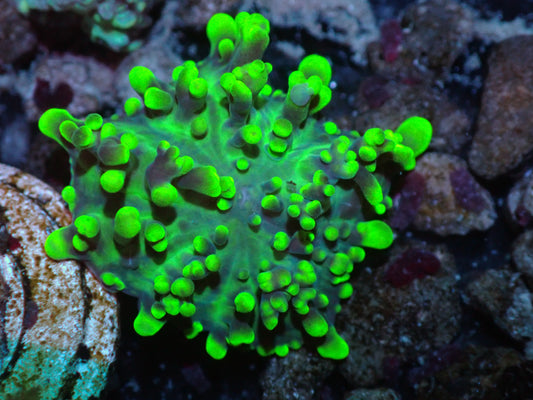 Green Mushroom Auctions 3/22 ended