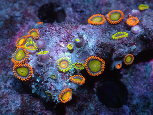 Ultra Zoanthid Rock Auctions 3/22 ended