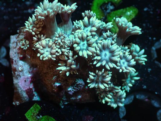 Teal Goniopora Auctions 3/25 ended