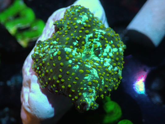 Yellow Speckled Discosoma Auctions 3/25 ended