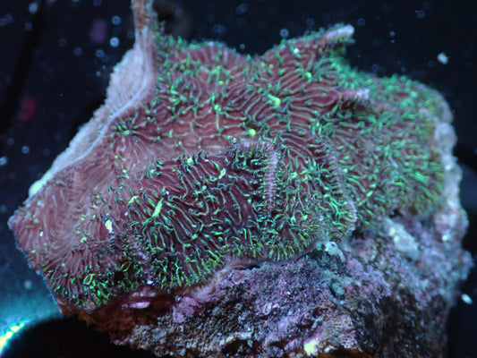 Cactus Coral Auctions 3/25 ended