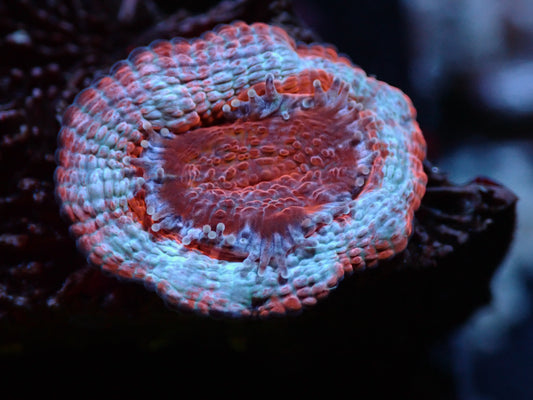 Blue Ring Acan Lord Auctions 3/29 ended