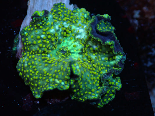 Yellow Speckled Discosoma Auctions 3/29 ended