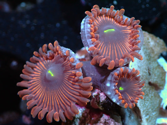 Red People Eater Zoas Auctions 4/3 ended