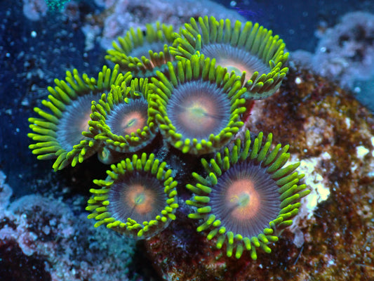 Blow Pop Zoas Auctions 4/3 ended