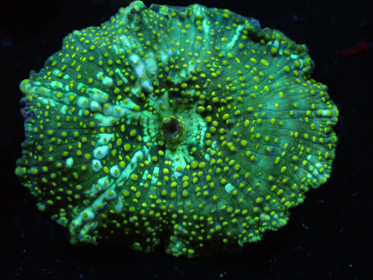 Yellow Speckled Discosoma Auctions 4/3 ended