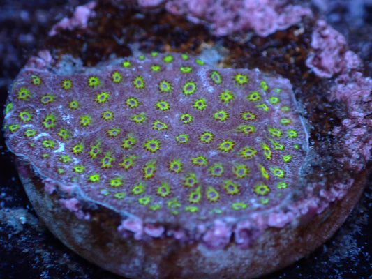 Electric Daisy Stylocoenellia Auctions 4/5 ended