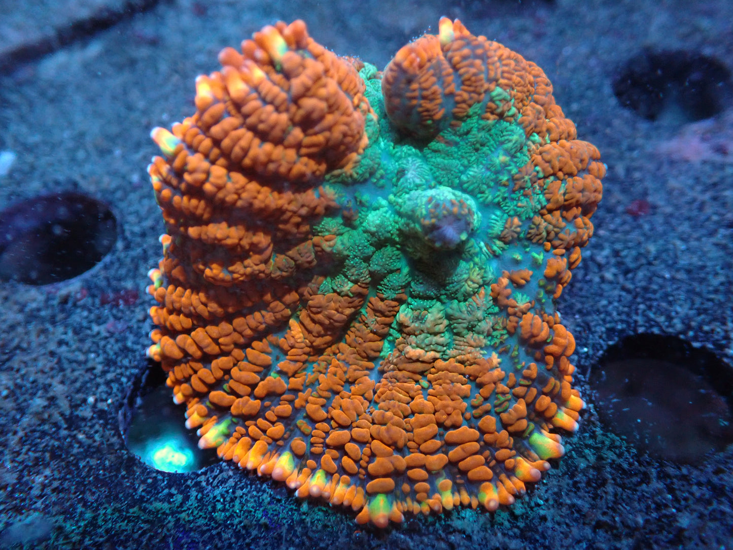 Teal/Orange Rhodactis Auctions 4/8 ended