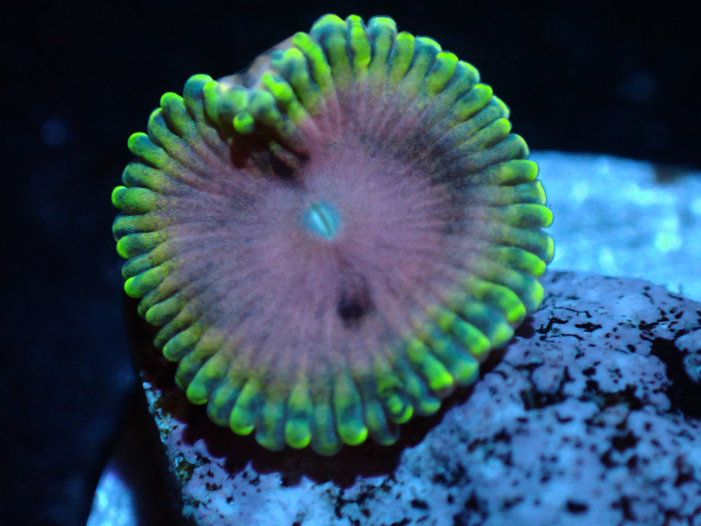 Pink Diamond Zoa Auctions 4/8 ended